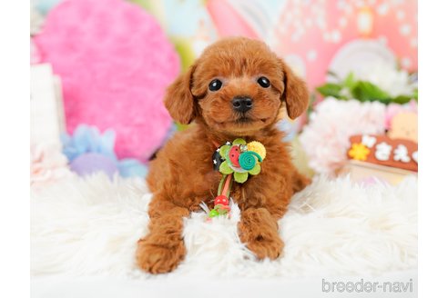 成約済の神奈川県のタイニープードル-284860の6枚目