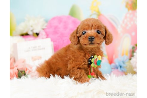 成約済の神奈川県のタイニープードル-284860の7枚目