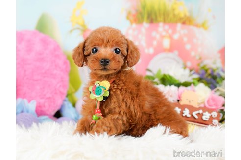 成約済の神奈川県のタイニープードル-284860の1枚目