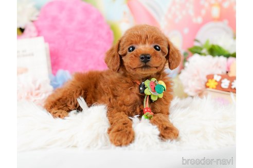 成約済の神奈川県のタイニープードル-284860の5枚目