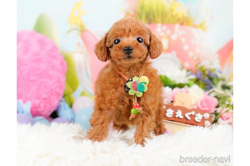 成約済の神奈川県のタイニープードル-284860の8枚目