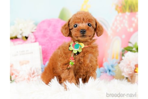 成約済の神奈川県のタイニープードル-284860の9枚目