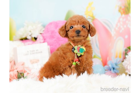 成約済の神奈川県のタイニープードル-284860の2枚目