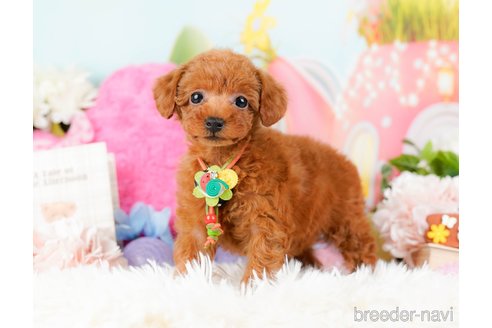 成約済の神奈川県のタイニープードル-284860の3枚目