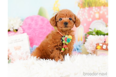 成約済の神奈川県のタイニープードル-284860の4枚目