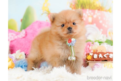 成約済の神奈川県のポメラニアン-284862の10枚目