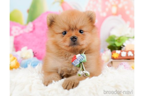 成約済の神奈川県のポメラニアン-284862の1枚目