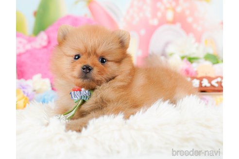 成約済の神奈川県のポメラニアン-284862の11枚目