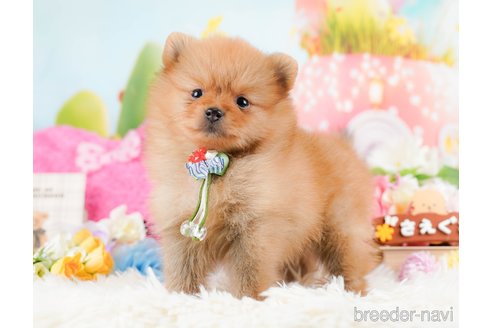 成約済の神奈川県のポメラニアン-284862の6枚目