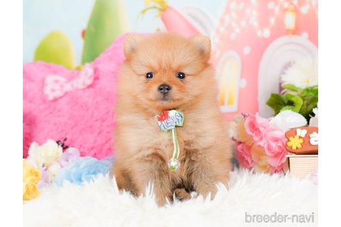 成約済の神奈川県のポメラニアン-284862の7枚目