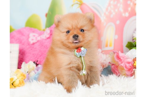 成約済の神奈川県のポメラニアン-284862の8枚目