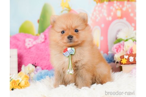 成約済の神奈川県のポメラニアン-284862の9枚目