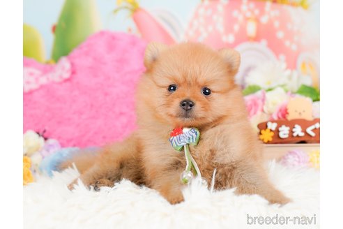 成約済の神奈川県のポメラニアン-284862の4枚目