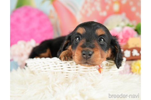 成約済の神奈川県のミニチュアダックスフンド(ロングヘアード)-284865の7枚目