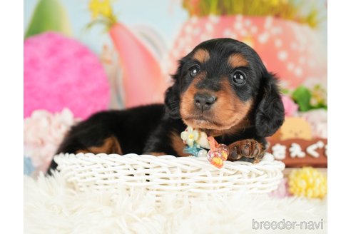 成約済の神奈川県のミニチュアダックスフンド(ロングヘアード)-284865の1枚目