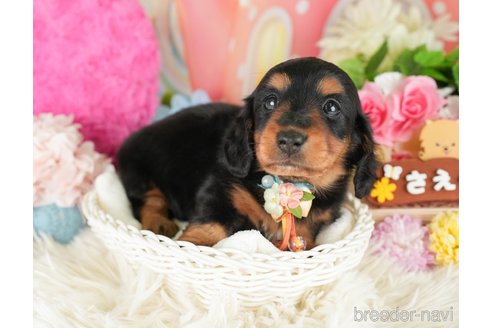 成約済の神奈川県のミニチュアダックスフンド(ロングヘアード)-284865の9枚目