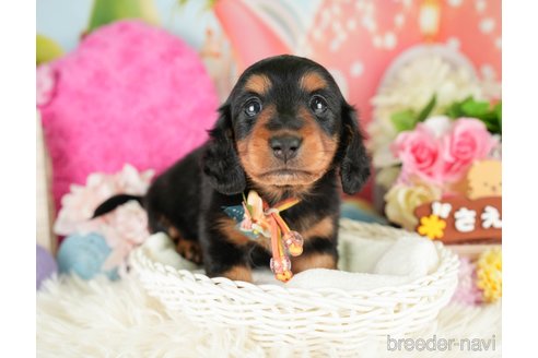 成約済の神奈川県のミニチュアダックスフンド(ロングヘアード)-284865の11枚目