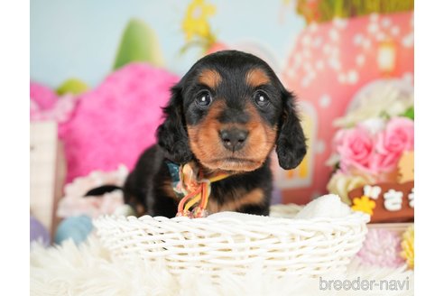 成約済の神奈川県のミニチュアダックスフンド(ロングヘアード)-284865の12枚目