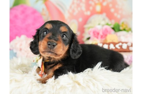 成約済の神奈川県のミニチュアダックスフンド(ロングヘアード)-284865の4枚目