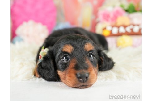 成約済の神奈川県のミニチュアダックスフンド(ロングヘアード)-284865の5枚目