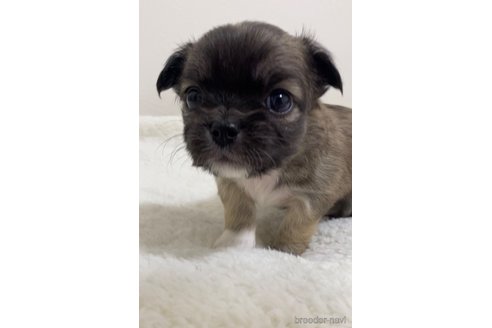 成約済の滋賀県のチワワ(ロングコート)-284866の4枚目