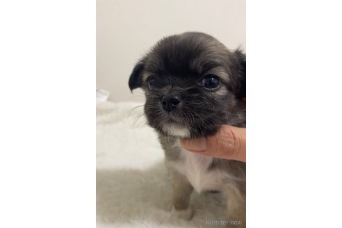 成約済の滋賀県のチワワ(ロングコート)-284866の5枚目