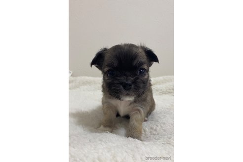 成約済の滋賀県のチワワ(ロングコート)-284866の6枚目