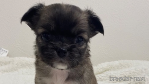 成約済の滋賀県のチワワ(ロングコート)-284866の3枚目