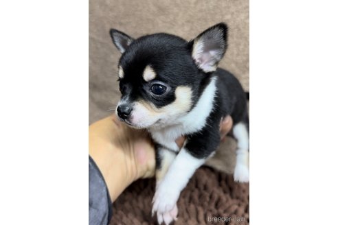 成約済の福岡県のチワワ(スムースコート)-284895の8枚目