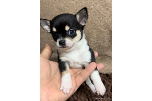 成約済の福岡県のチワワ(スムースコート)-284895の9枚目