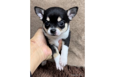 成約済の福岡県のチワワ(スムースコート)-284895の10枚目