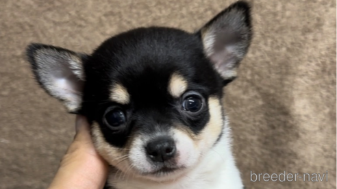 成約済の福岡県のチワワ(スムースコート)-284895の6枚目