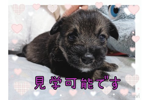 成約済の栃木県のミックス犬-283477の1枚目