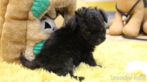 成約済の愛知県のトイプードル-280450の15枚目