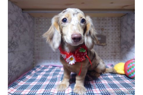 成約済の福岡県のミニチュアダックスフンド(ロングヘアード)-249937