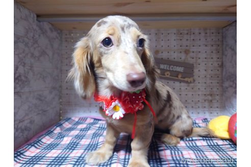 成約済の福岡県のミニチュアダックスフンド(ロングヘアード)-249937の2枚目