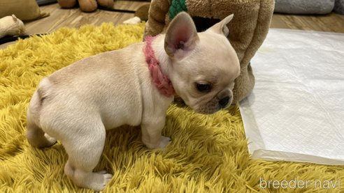 成約済の愛知県のフレンチブルドッグ-280026の7枚目