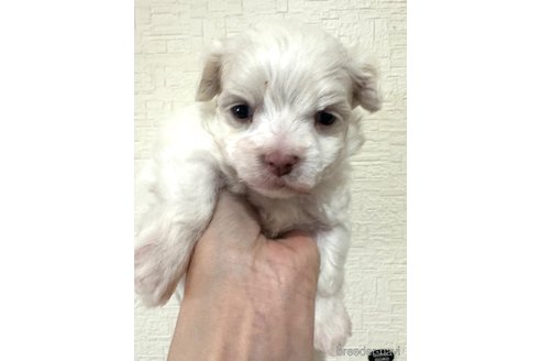成約済の埼玉県のマルチーズ-281601の20枚目
