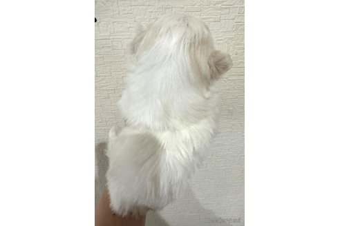 成約済の埼玉県のマルチーズ-281601の18枚目