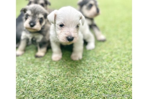 成約済の奈良県のミニチュアシュナウザー-281464の2枚目