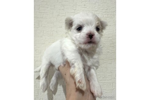 成約済の埼玉県のマルチーズ-281600の15枚目