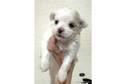 成約済の埼玉県のマルチーズ-281600の14枚目
