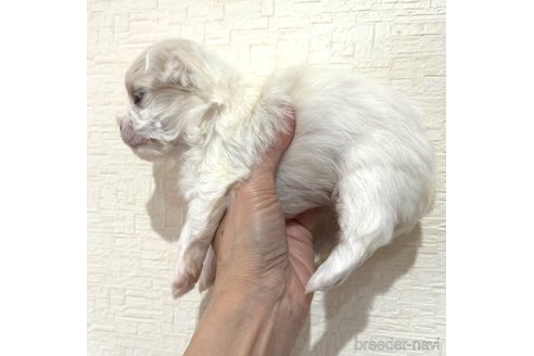 成約済の埼玉県のマルチーズ-281600の11枚目
