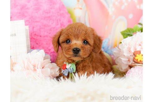 成約済の神奈川県のトイプードル-284996の7枚目