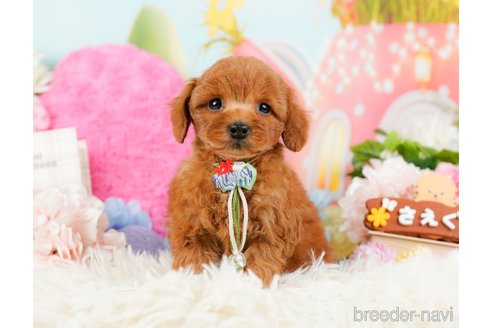 成約済の神奈川県のトイプードル-284996の8枚目