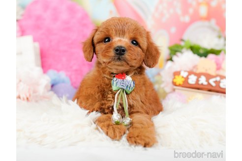 成約済の神奈川県のトイプードル-284996の9枚目