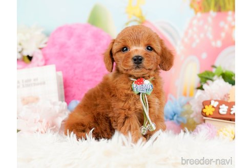 成約済の神奈川県のトイプードル-284996の10枚目