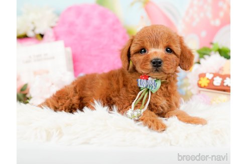 成約済の神奈川県のトイプードル-284996の1枚目