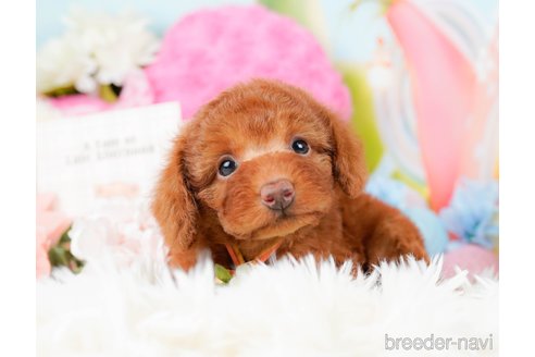 成約済の神奈川県のトイプードル-285000の10枚目