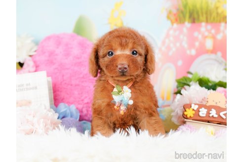 成約済の神奈川県のトイプードル-285000の1枚目